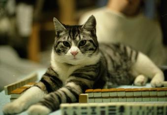 なぜそこにいる⁈ ってなる猫画像