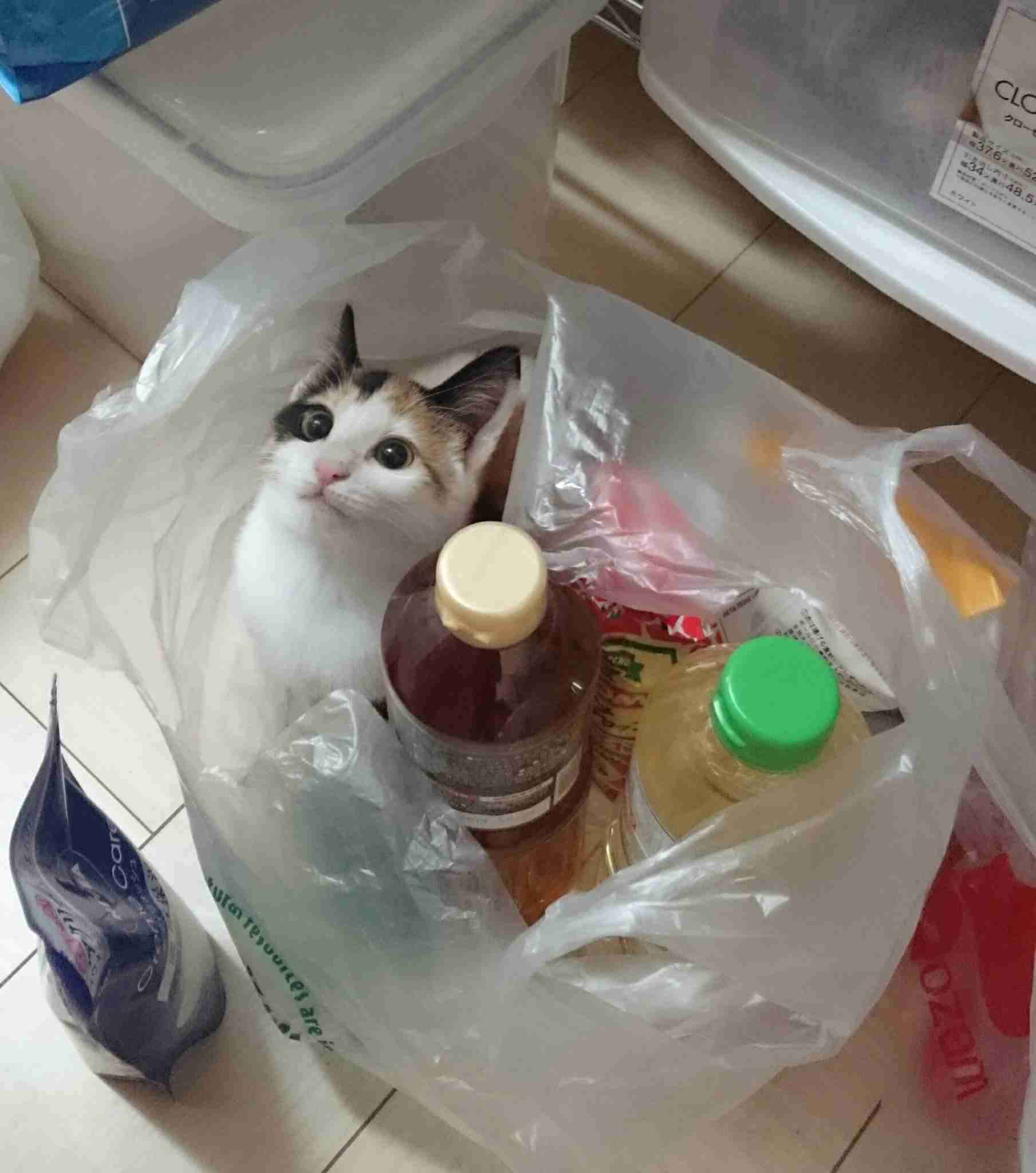 なぜそこにいる⁈ ってなる猫画像