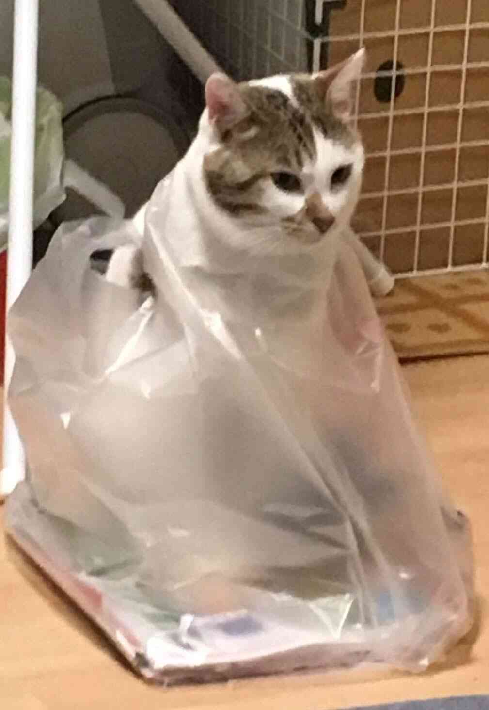 なぜそこにいる⁈ ってなる猫画像