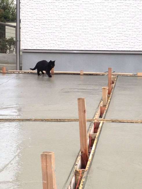 なぜそこにいる⁈ ってなる猫画像