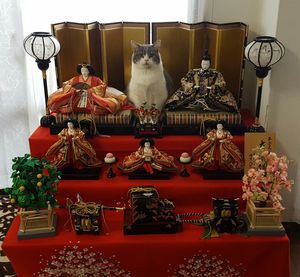 なぜそこにいる⁈ ってなる猫画像