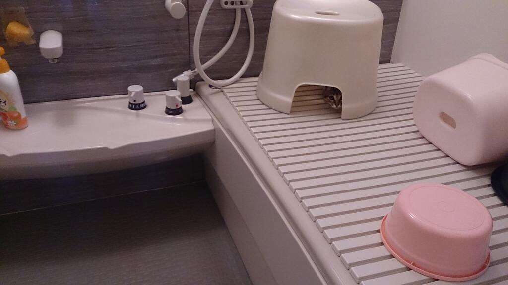 なぜそこにいる⁈ ってなる猫画像