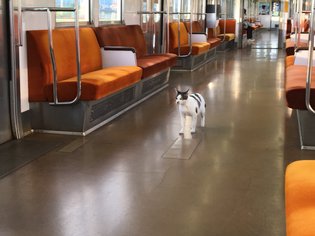 なぜそこにいる⁈ ってなる猫画像