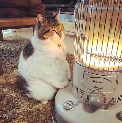 なぜそこにいる⁈ ってなる猫画像