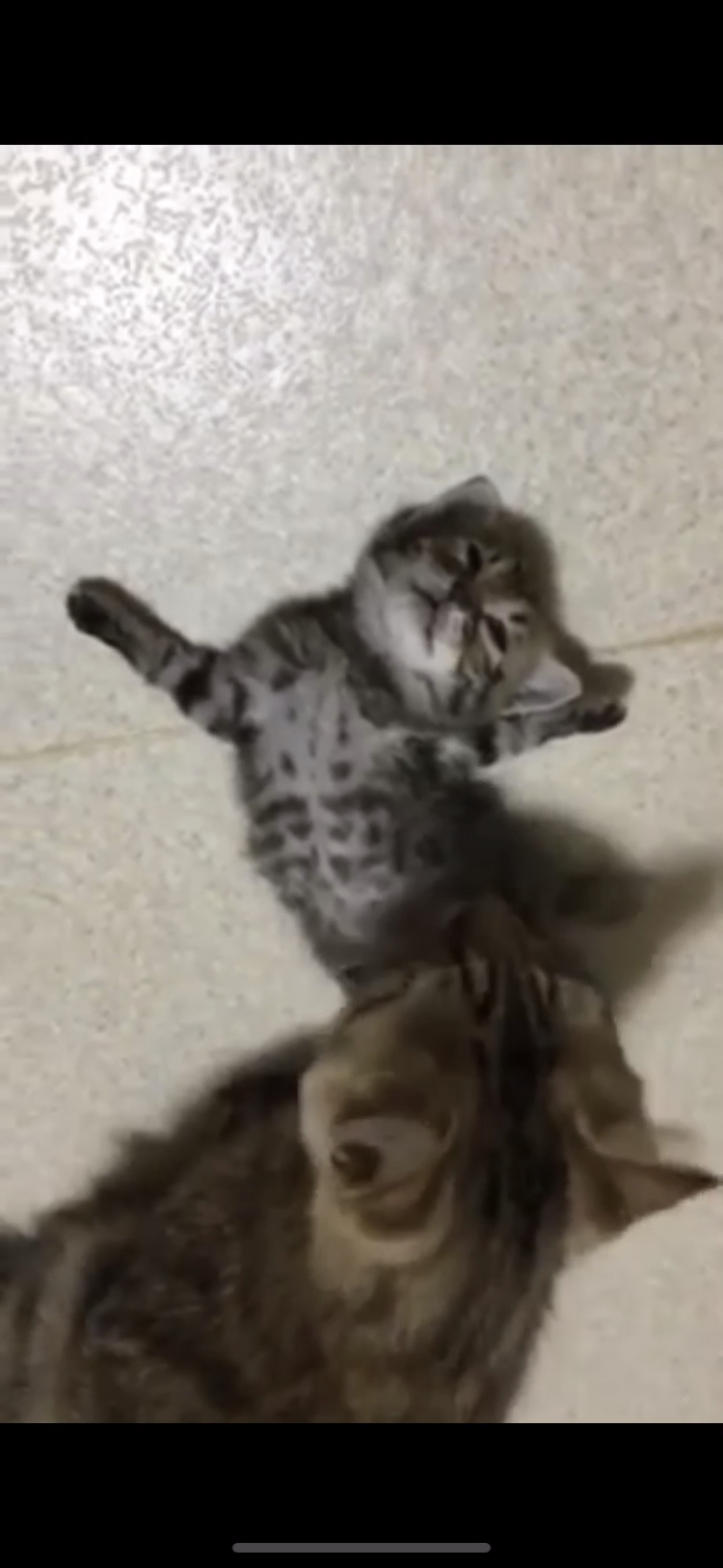 なぜそこにいる⁈ ってなる猫画像