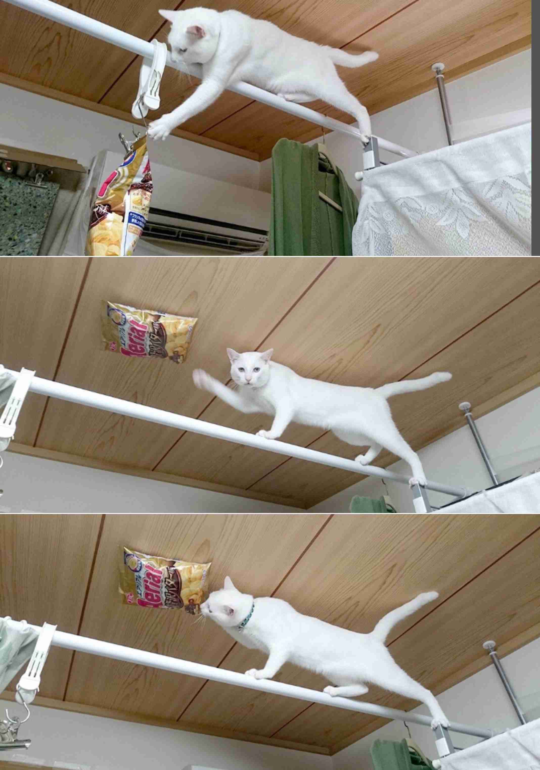 なぜそこにいる⁈ ってなる猫画像