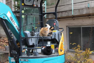 なぜそこにいる⁈ ってなる猫画像