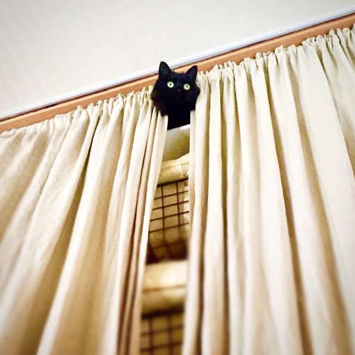 なぜそこにいる⁈ ってなる猫画像