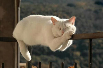 なぜそこにいる⁈ ってなる猫画像