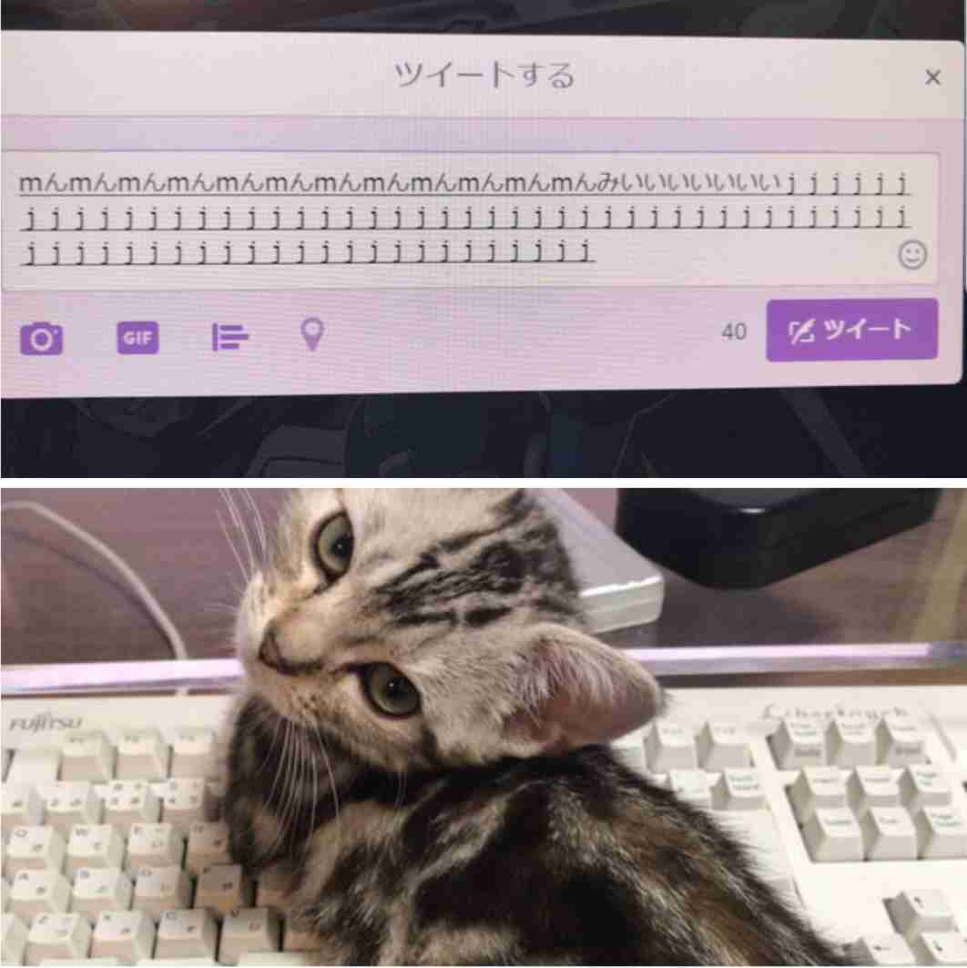 なぜそこにいる⁈ ってなる猫画像