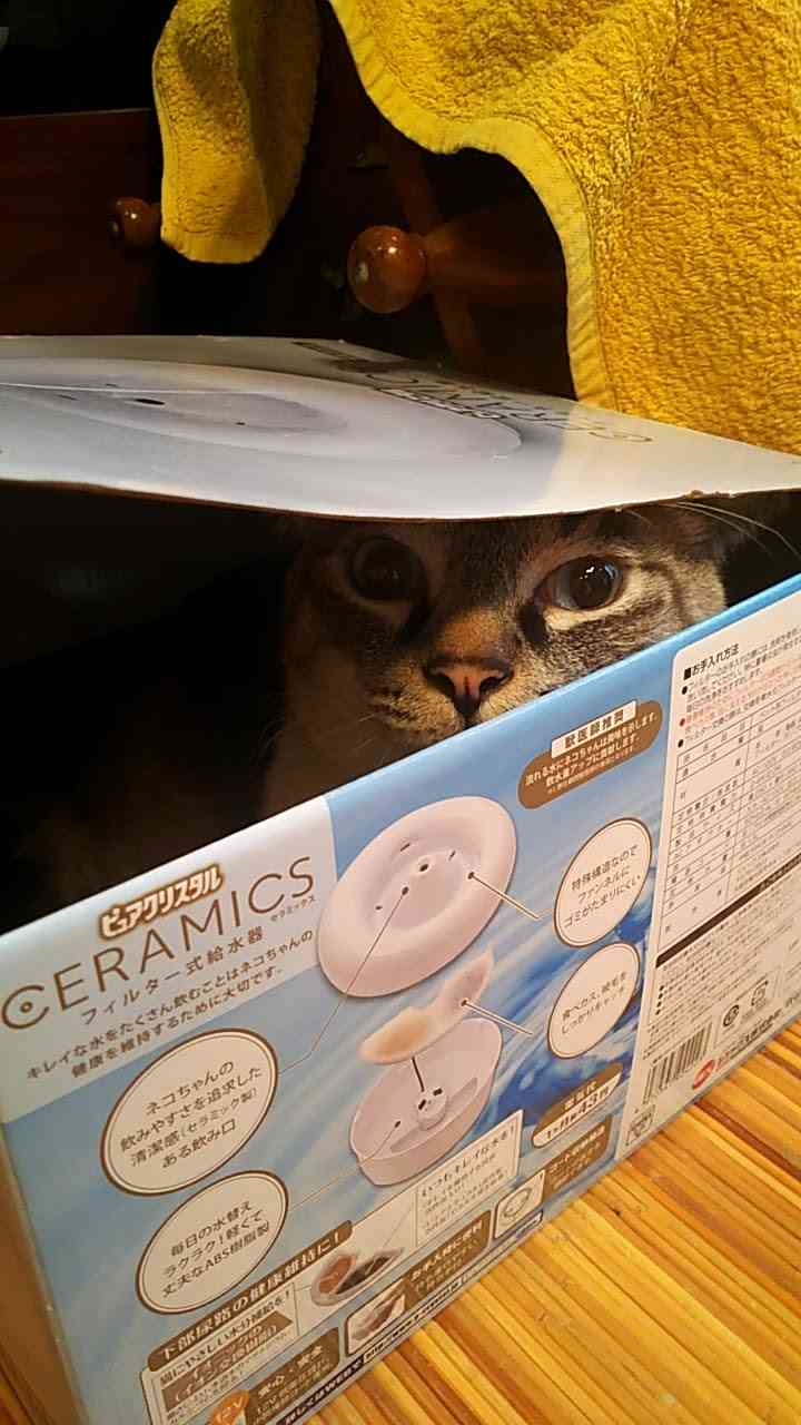 なぜそこにいる⁈ ってなる猫画像