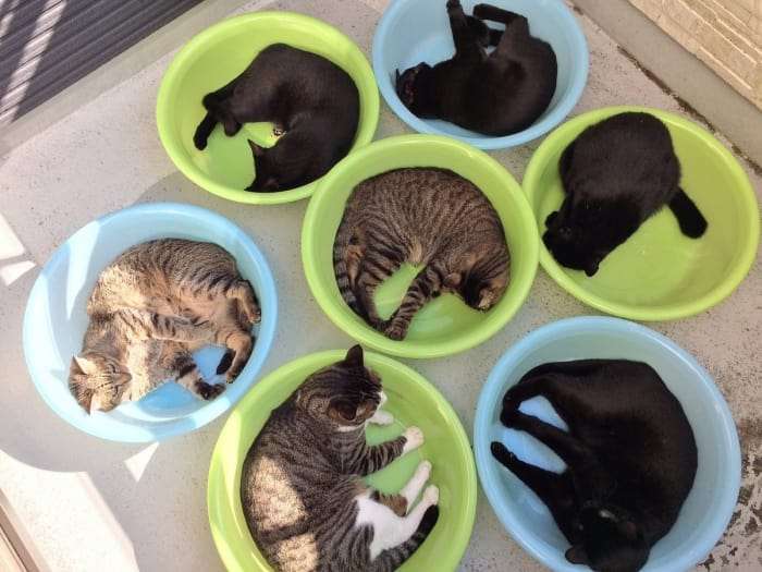 なぜそこにいる⁈ ってなる猫画像