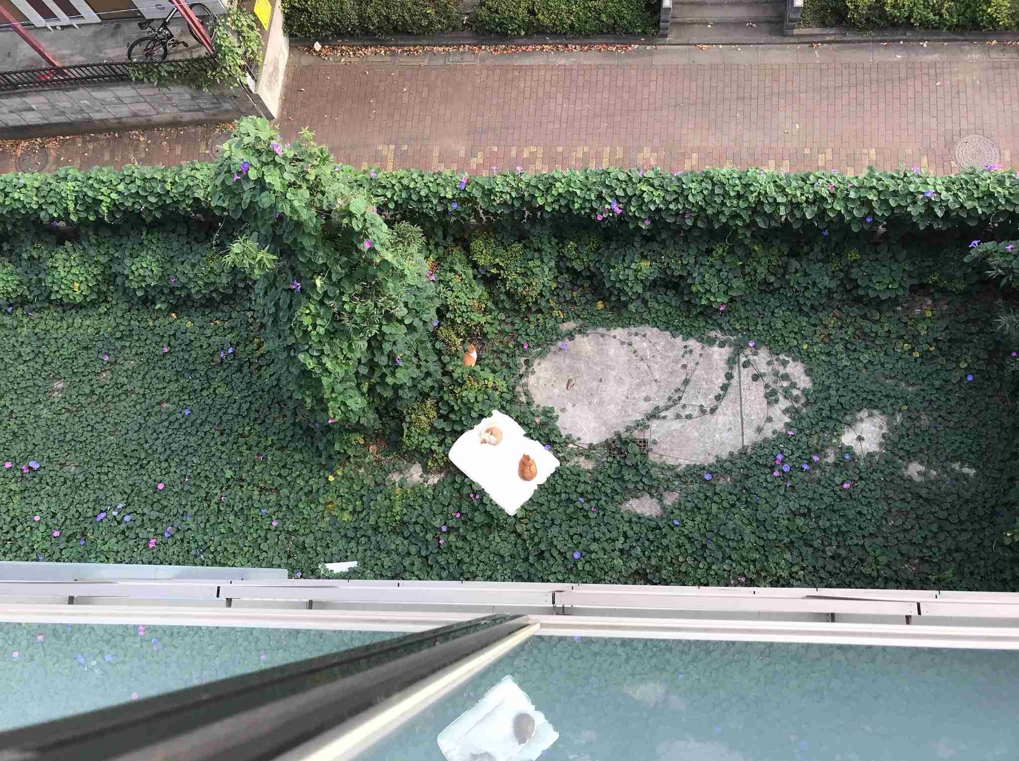 なぜそこにいる⁈ ってなる猫画像