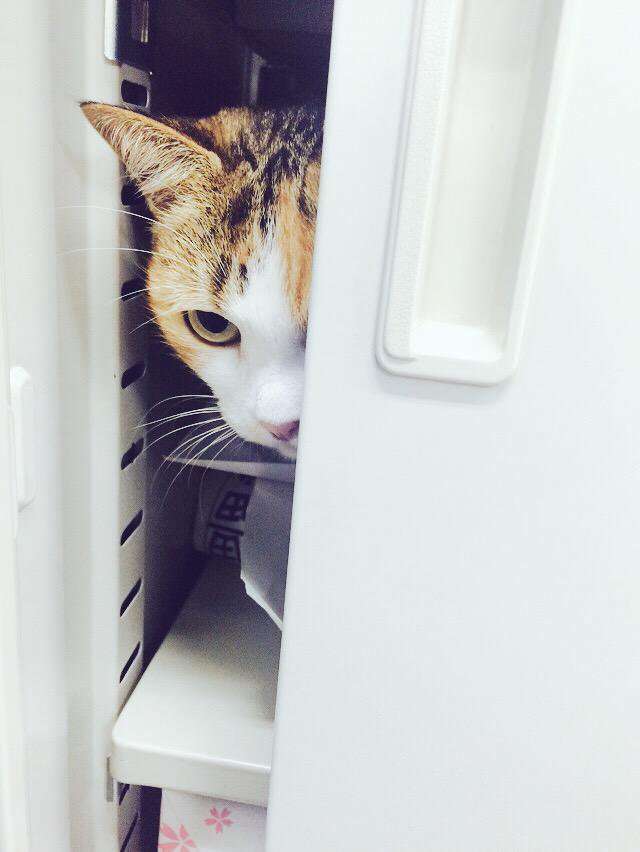 なぜそこにいる⁈ ってなる猫画像