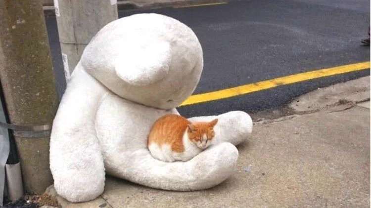 なぜそこにいる⁈ ってなる猫画像