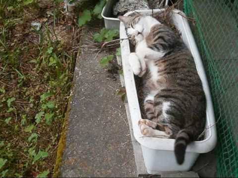 なぜそこにいる⁈ ってなる猫画像