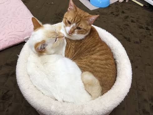 なぜそこにいる⁈ ってなる猫画像