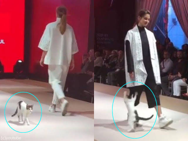 なぜそこにいる⁈ ってなる猫画像