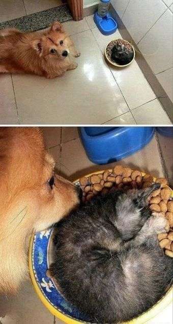 なぜそこにいる⁈ ってなる猫画像