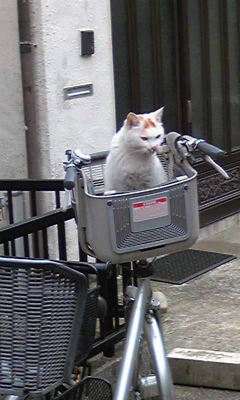 なぜそこにいる⁈ ってなる猫画像