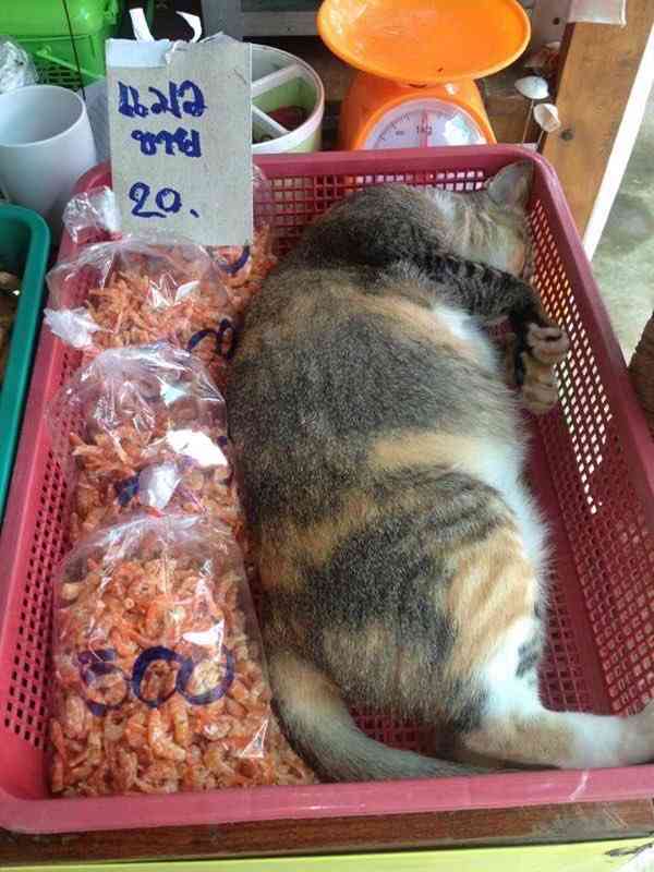 なぜそこにいる⁈ ってなる猫画像