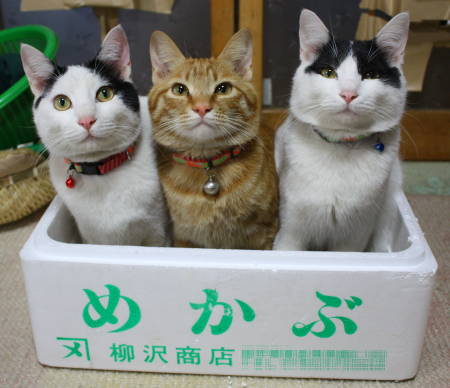 なぜそこにいる⁈ ってなる猫画像