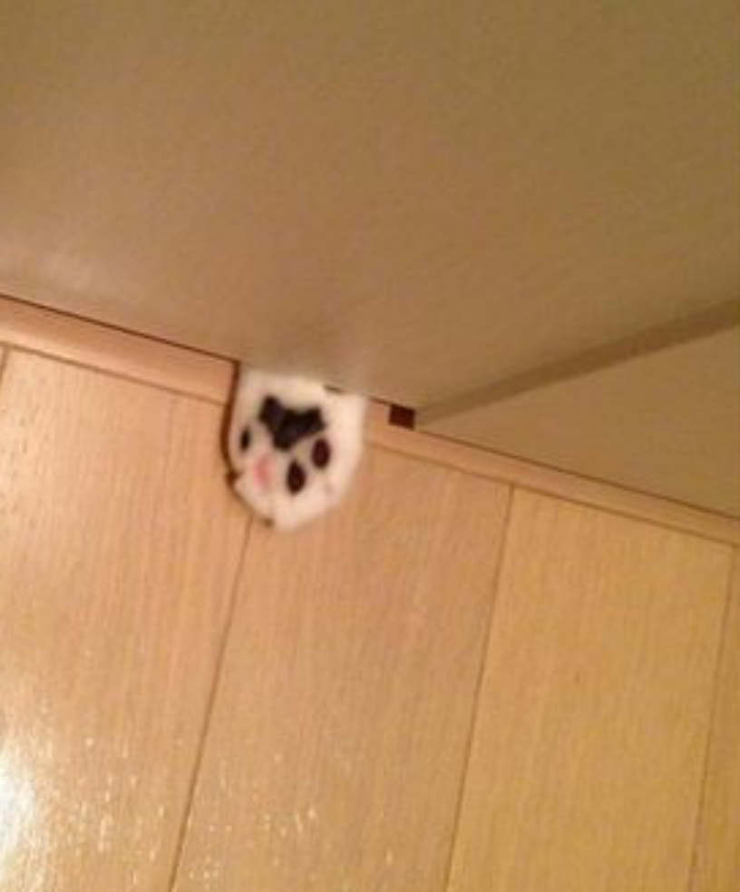 なぜそこにいる⁈ ってなる猫画像