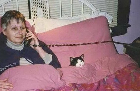 なぜそこにいる⁈ ってなる猫画像