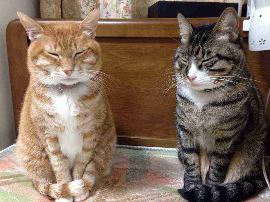 なぜそこにいる⁈ ってなる猫画像