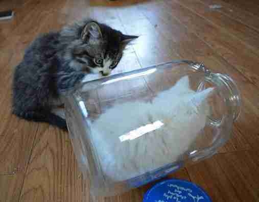 なぜそこにいる⁈ ってなる猫画像