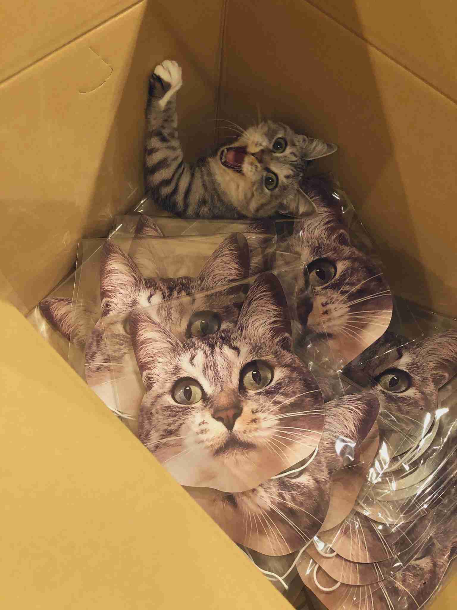 なぜそこにいる⁈ ってなる猫画像