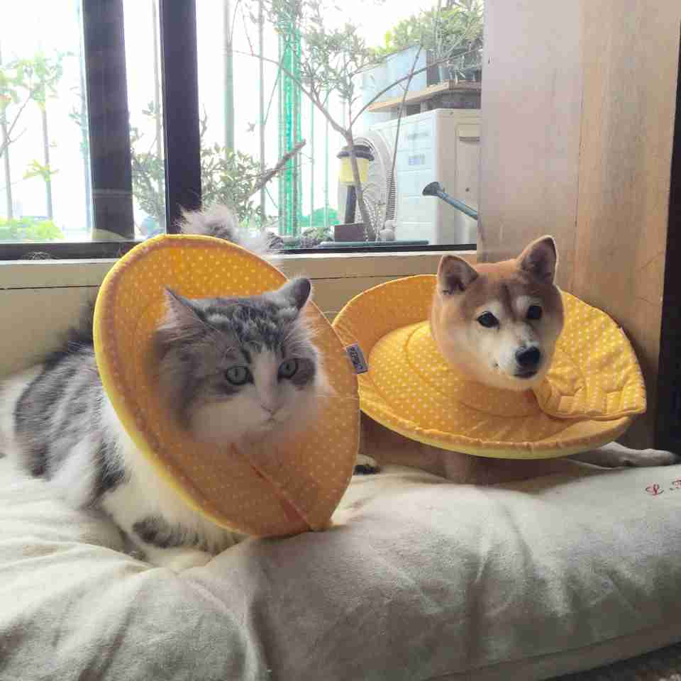 なぜそこにいる⁈ ってなる猫画像