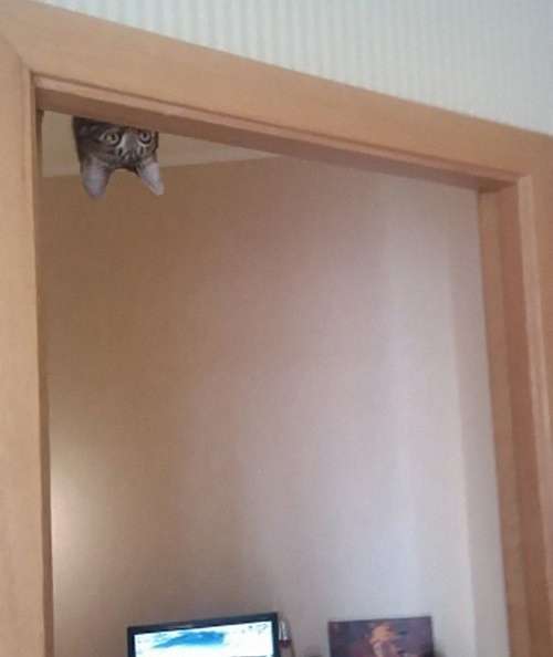 なぜそこにいる⁈ ってなる猫画像