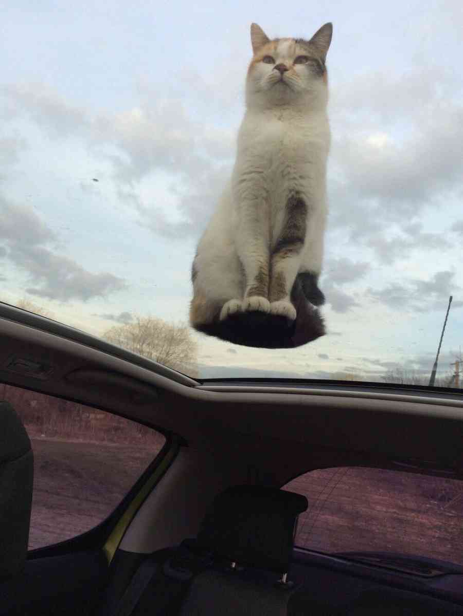 なぜそこにいる⁈ ってなる猫画像