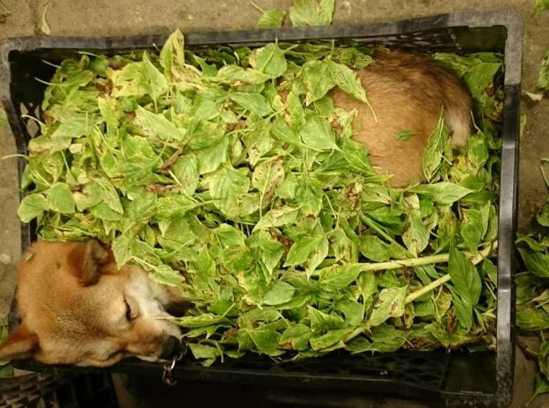 職場に犬の管理職がいると最高という話「上司をなでたり吸ったりさせてもらうことで、仕事がはかどります」