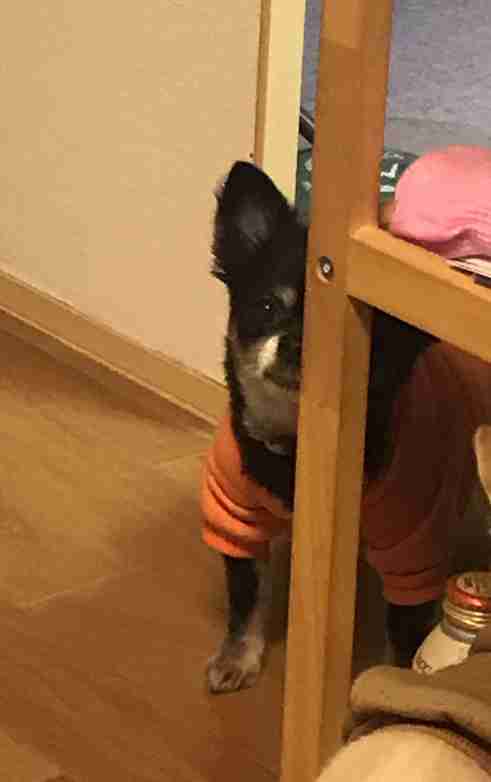 職場に犬の管理職がいると最高という話「上司をなでたり吸ったりさせてもらうことで、仕事がはかどります」