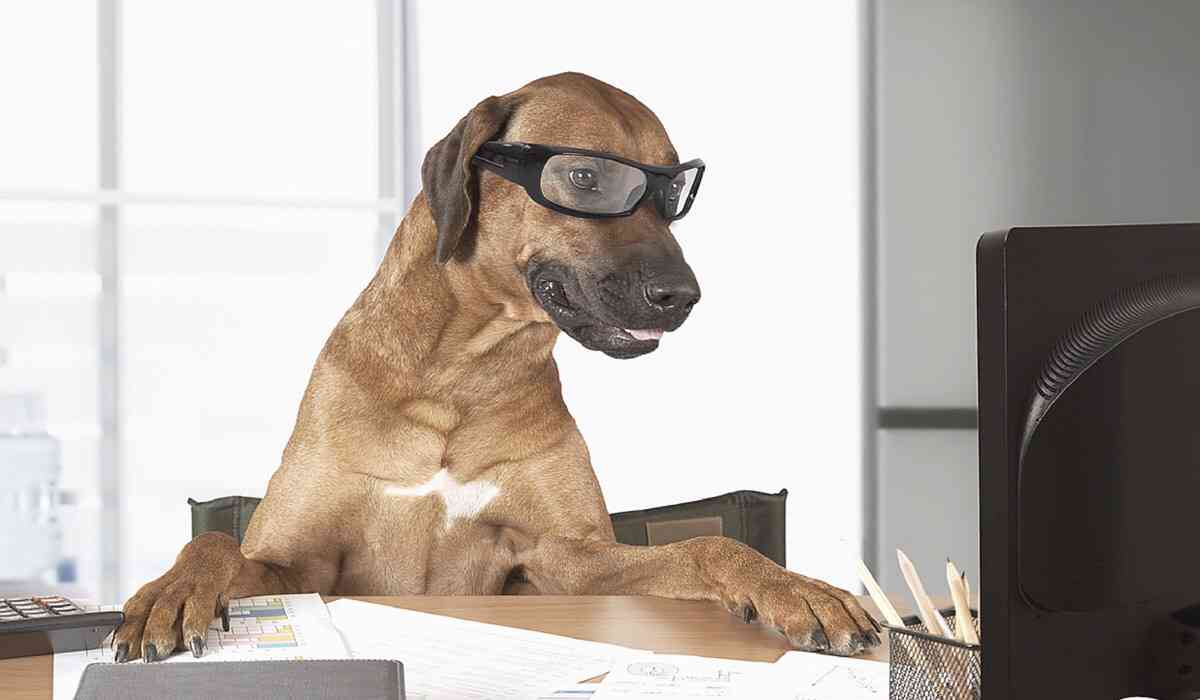 職場に犬の管理職がいると最高という話「上司をなでたり吸ったりさせてもらうことで、仕事がはかどります」