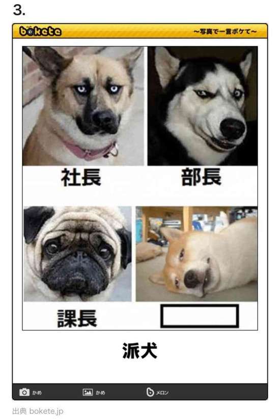 職場に犬の管理職がいると最高という話「上司をなでたり吸ったりさせてもらうことで、仕事がはかどります」
