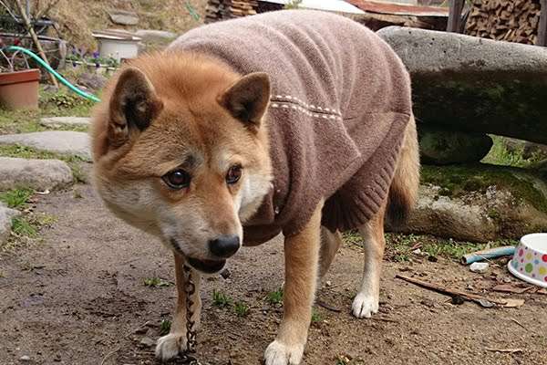 職場に犬の管理職がいると最高という話「上司をなでたり吸ったりさせてもらうことで、仕事がはかどります」