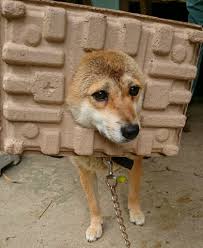 職場に犬の管理職がいると最高という話「上司をなでたり吸ったりさせてもらうことで、仕事がはかどります」