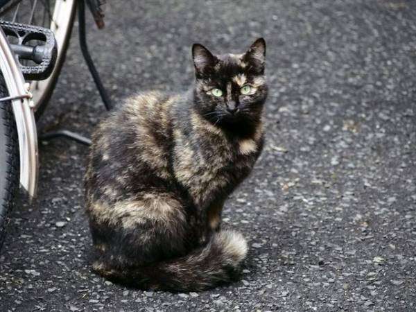 【平成最後】サビ猫の日