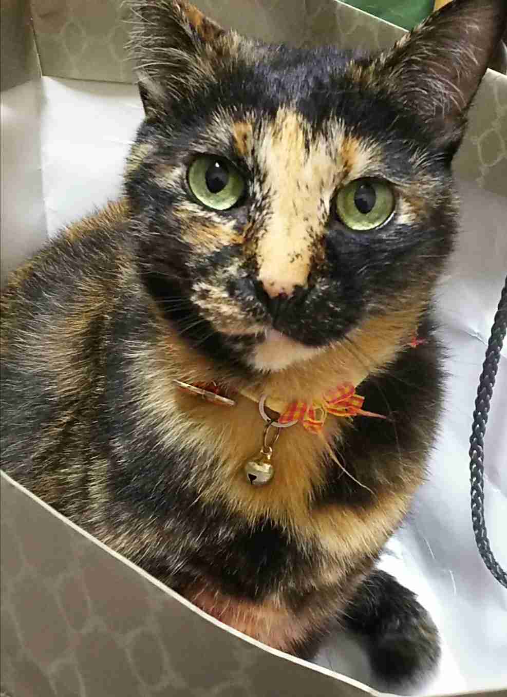 【平成最後】サビ猫の日