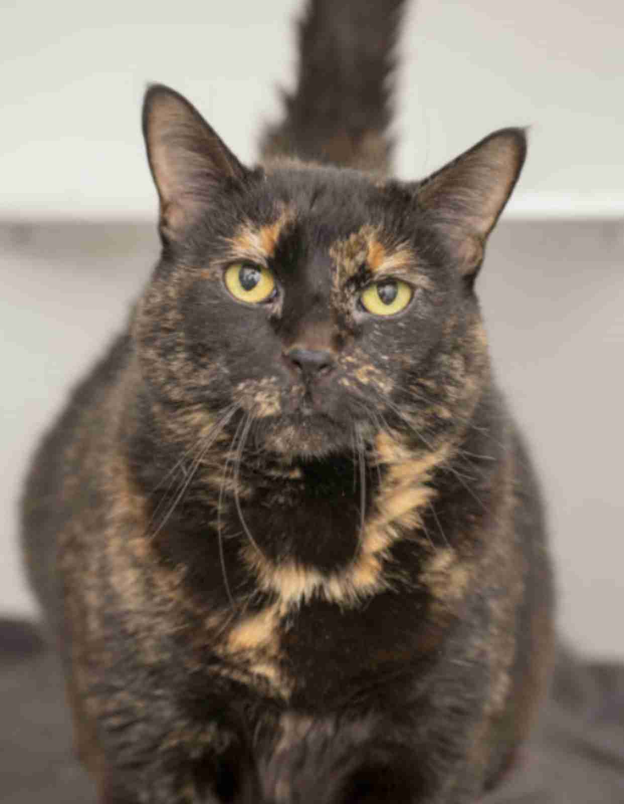 【平成最後】サビ猫の日