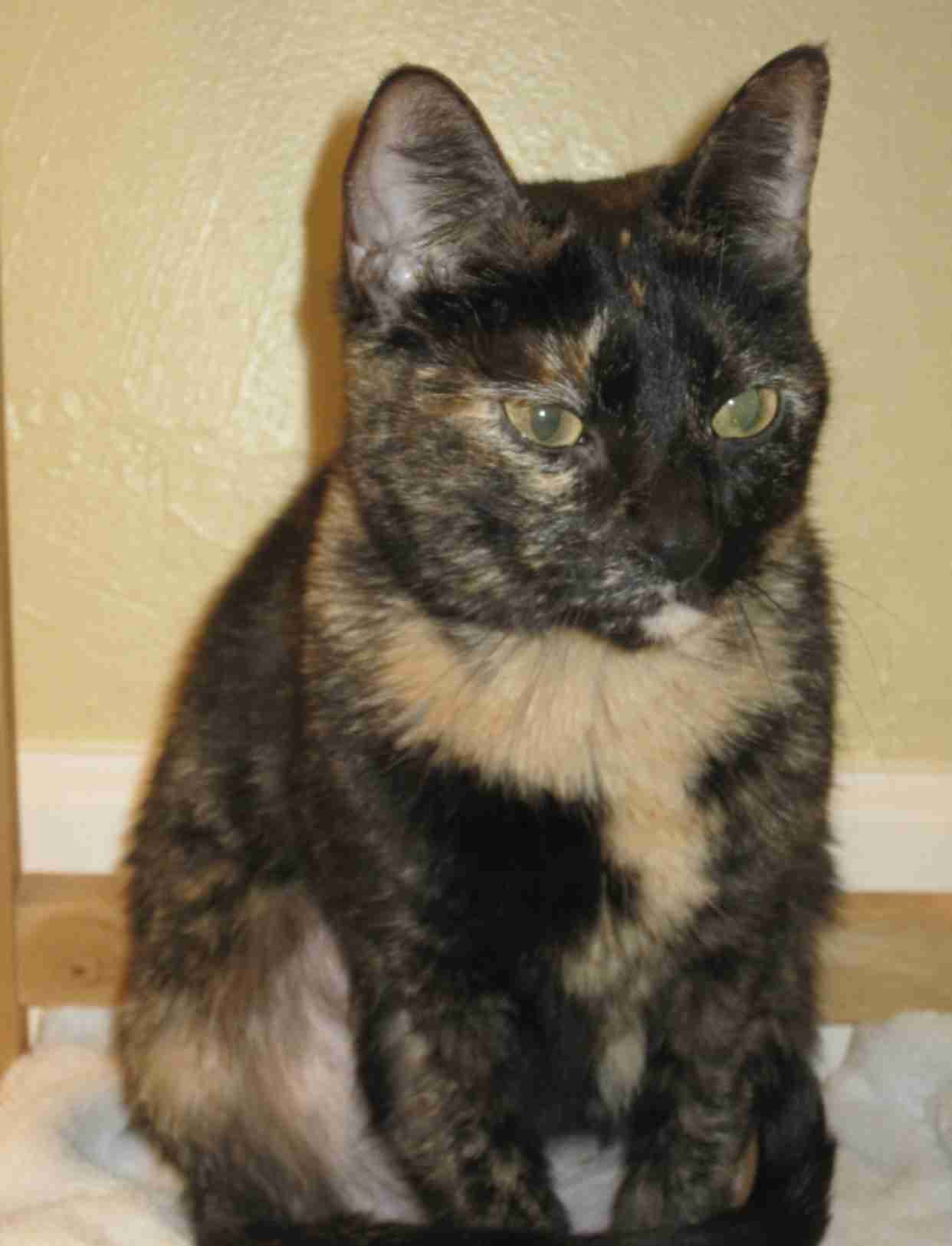 【平成最後】サビ猫の日