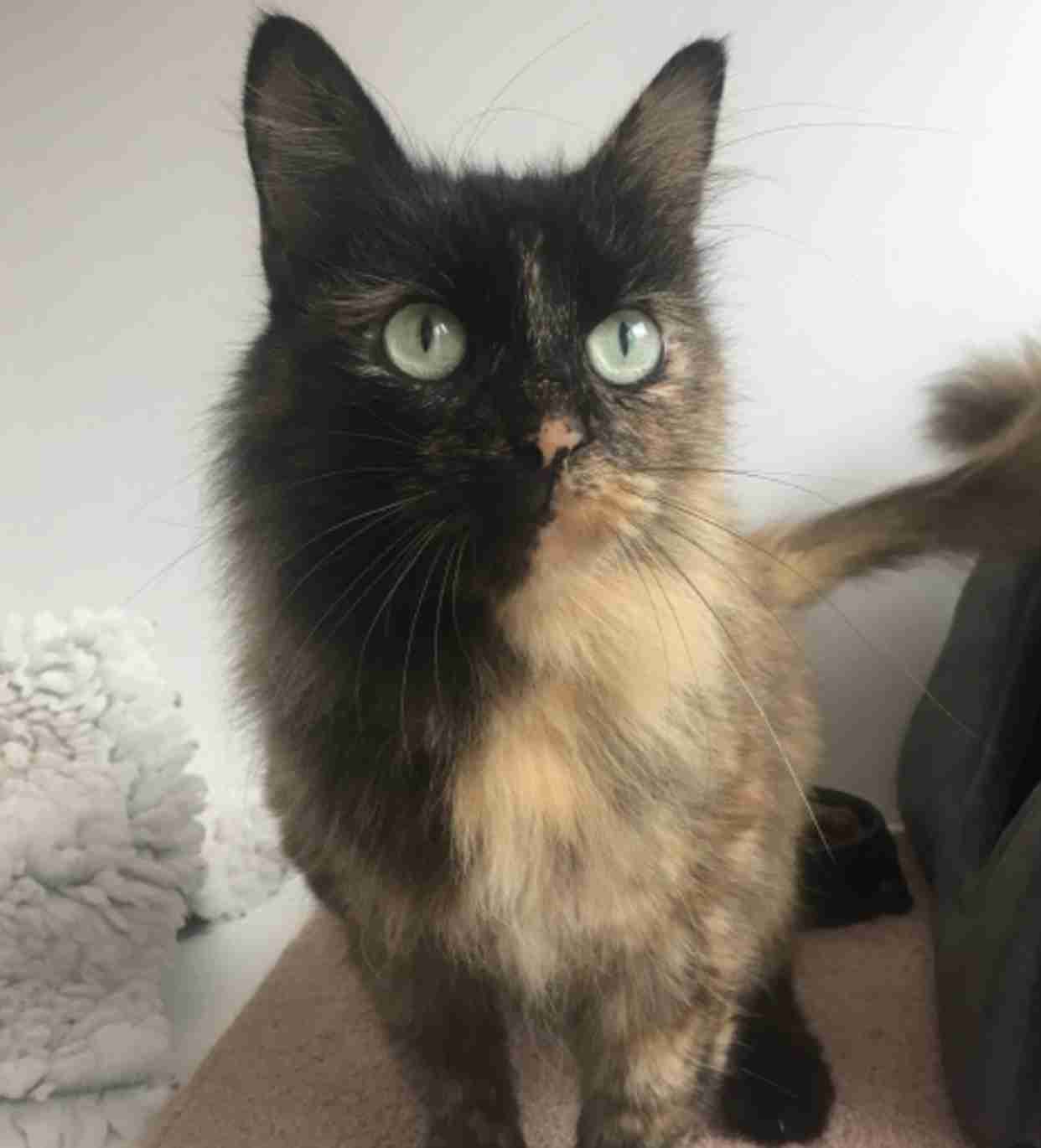 【平成最後】サビ猫の日