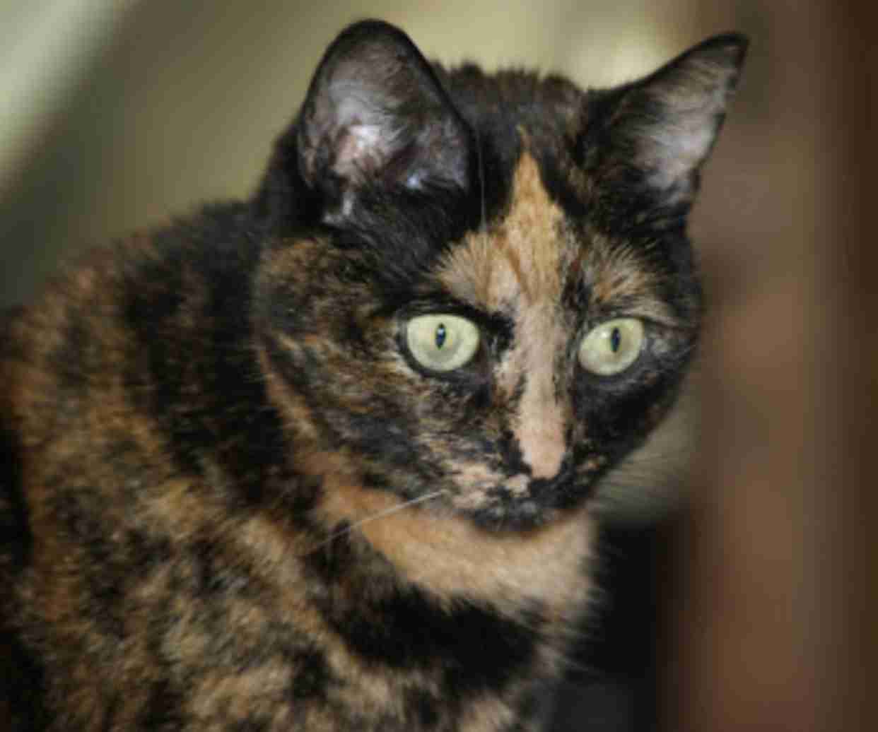 【平成最後】サビ猫の日