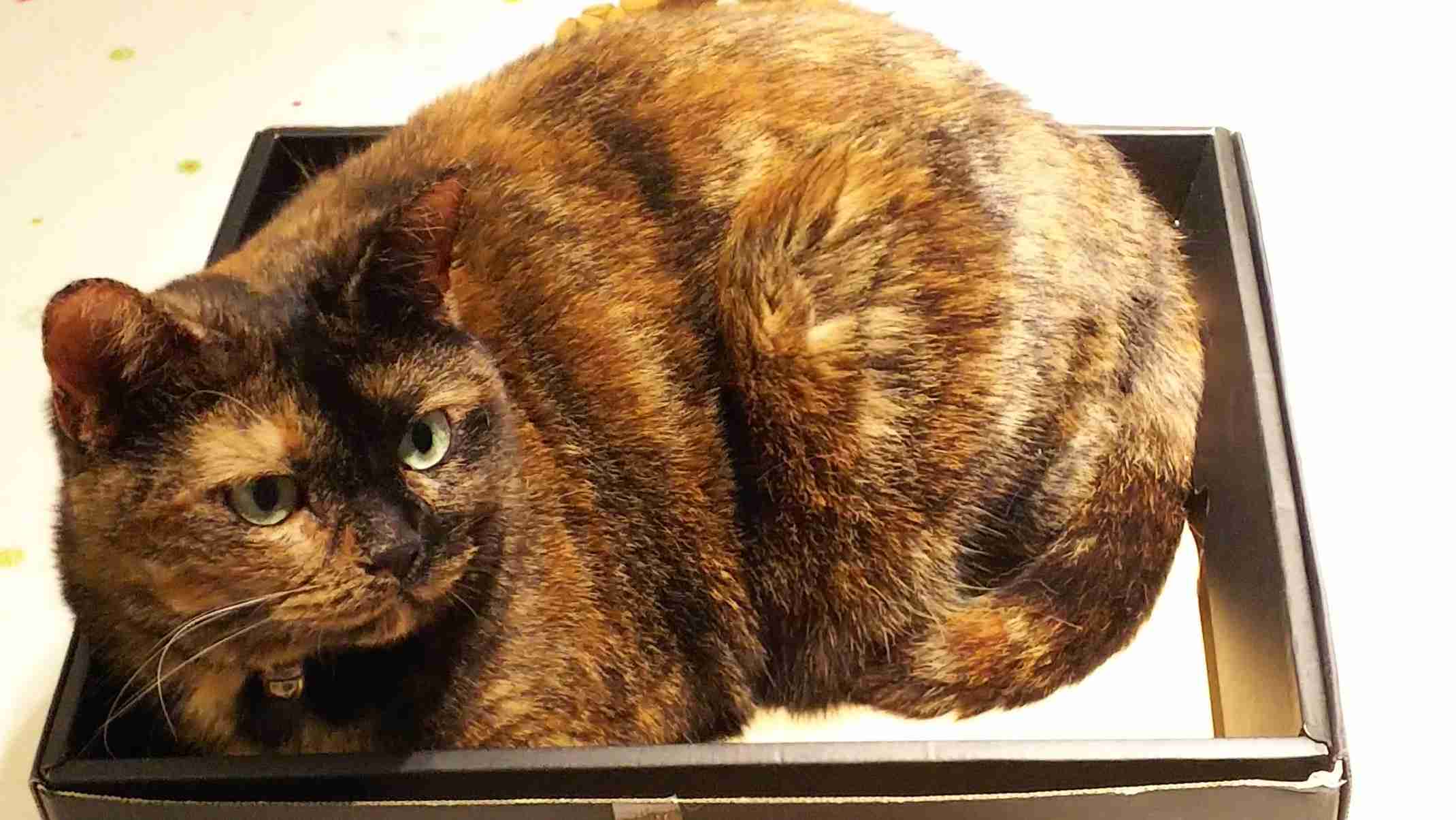 【平成最後】サビ猫の日