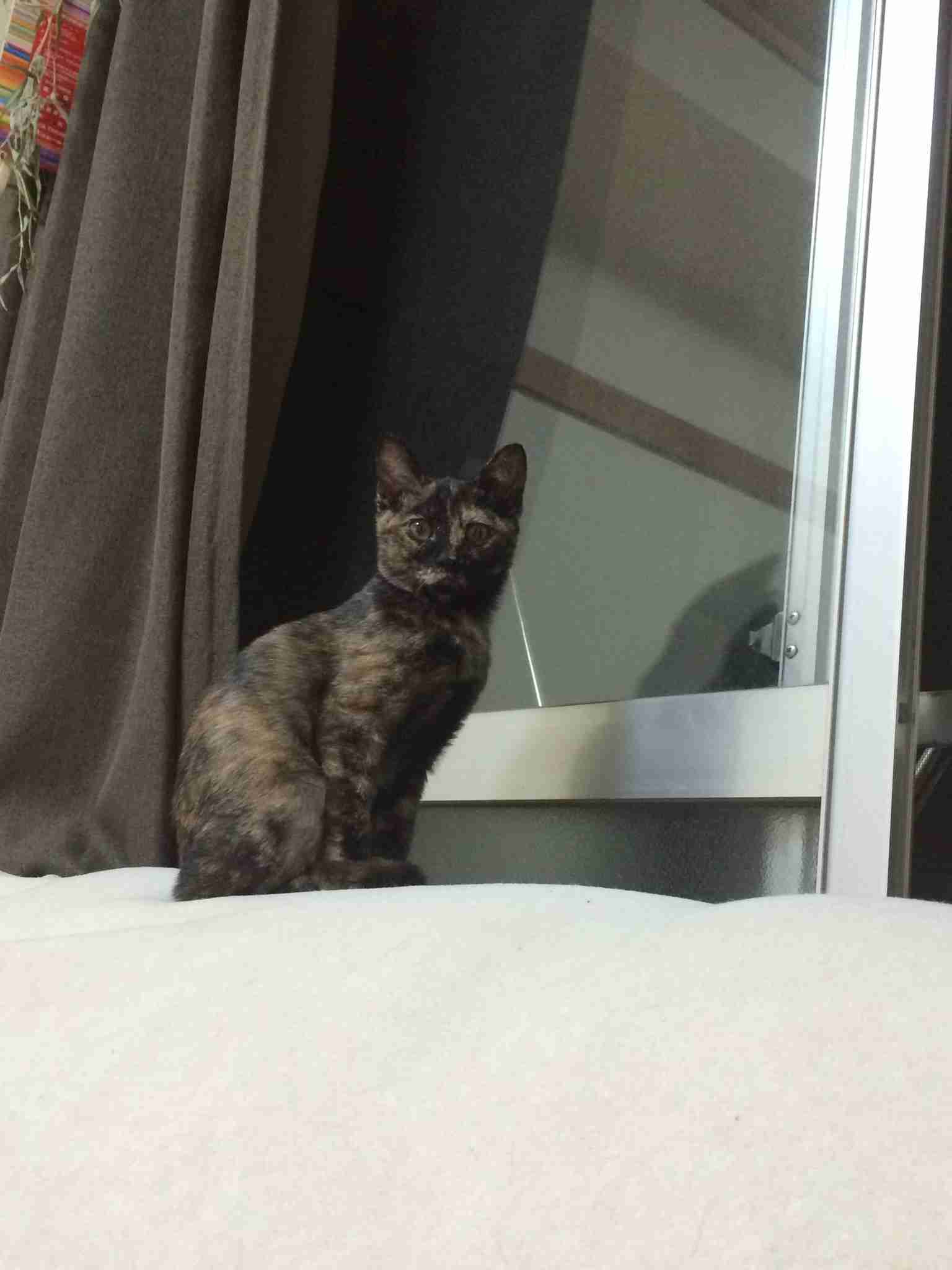 【平成最後】サビ猫の日