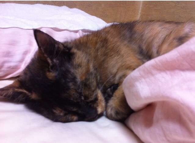 【平成最後】サビ猫の日