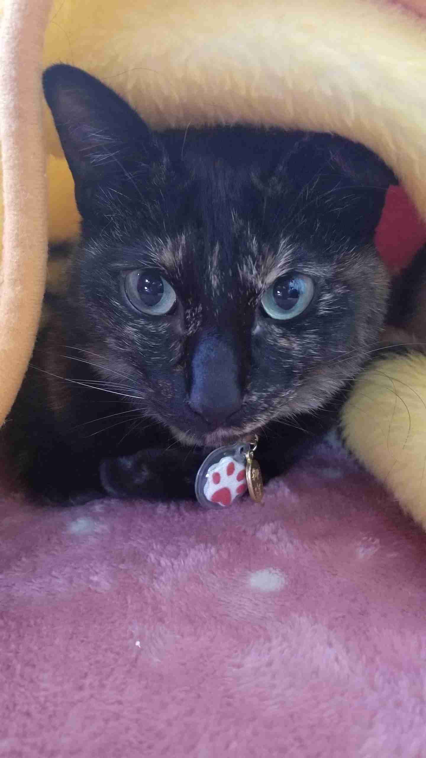 【平成最後】サビ猫の日